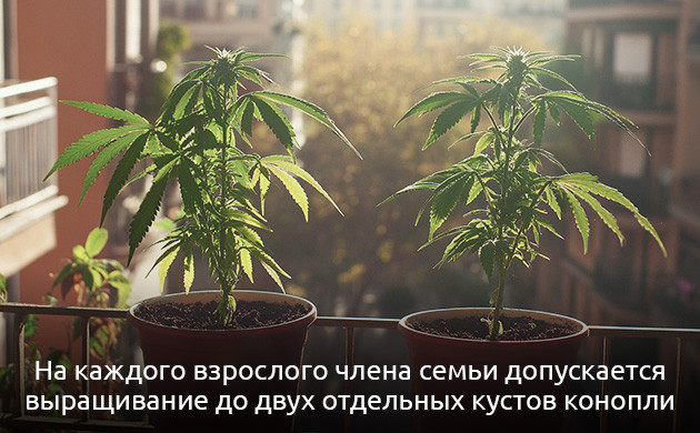 Правовые основы выращивания каннабиса в Испании