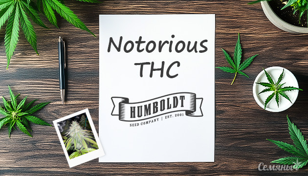 Гроурепорт по выращиванию сорта Notorious THC