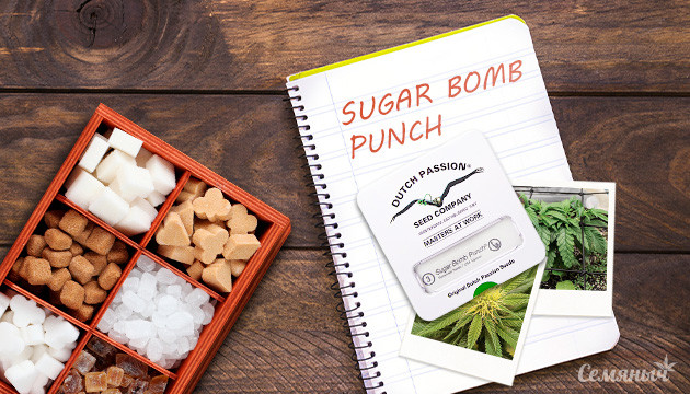 Выращивание сорта конопли Sugar Bomb Punch в индоре