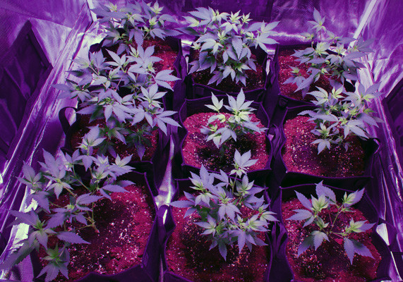 White Widow на стадии вегетации