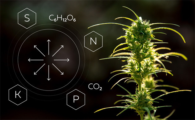 Движение веществ в растении каннабис