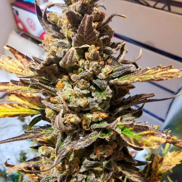 Кола Zkittlez Auto