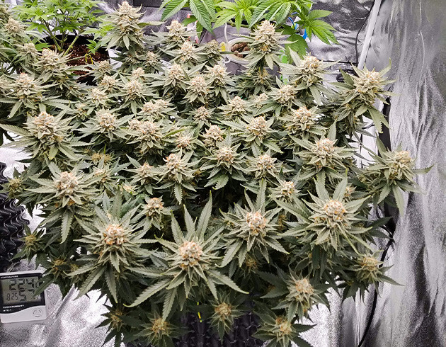 Появление янтарных трихом