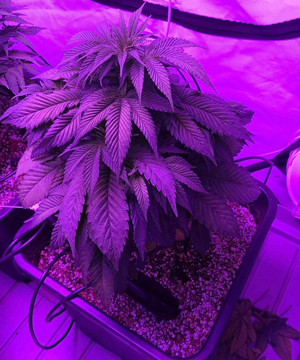 Четвертая неделя вегетации