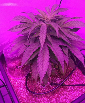 Удобрения на стадии вегетации