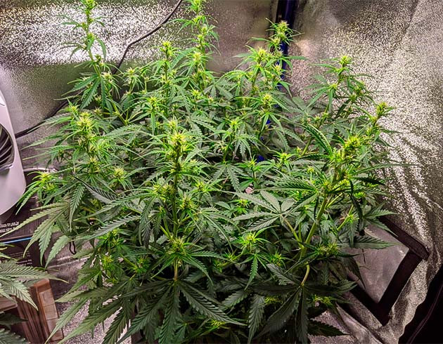 Цветущий куст высотой 38 см