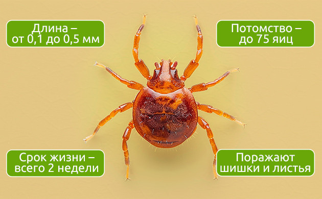 Описание и размеры микроклещей Внешний вид микроскопических клещей