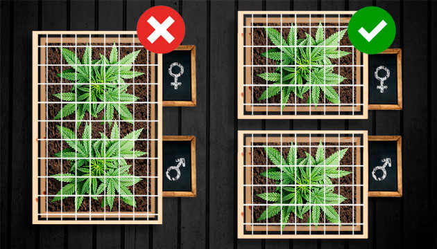 Не сажать кусты вместе