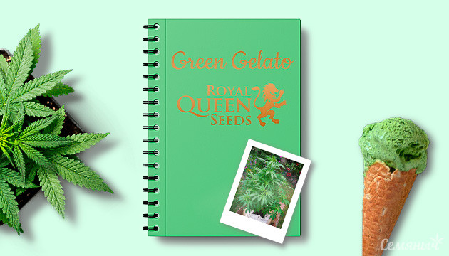 Гроурепорт сорта Green Gelato