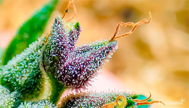 Что такое чашечка в соцветиях каннабиса