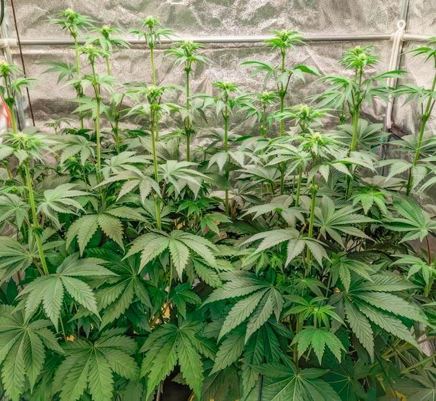 Конопля ростом 87 см