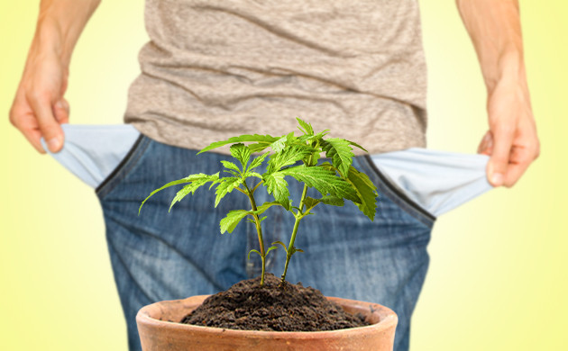 Дороговизна первого выращивания конопли