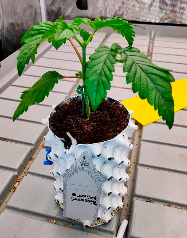 Настройка освещения для куста Biscotti Mintz Гроурепорт сорта Biscotti Mintz