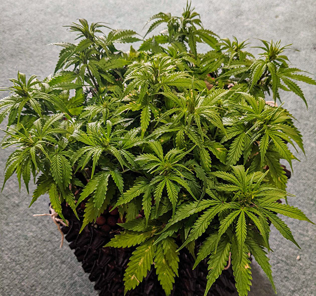 Желтые пятна на листьях конопли