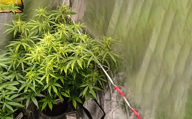 Полив кустов Auto Lemon Kix