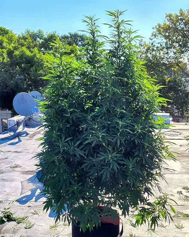 Цветение сорта Runtz Punch