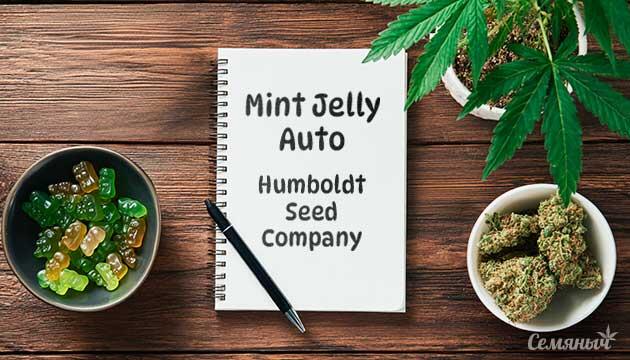 Гроурепорт сорта Mint Jelly Auto от сидбанка Humboldt Seed Company