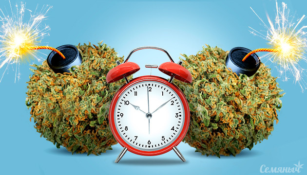 Автоцветущие убойные сорта конопли