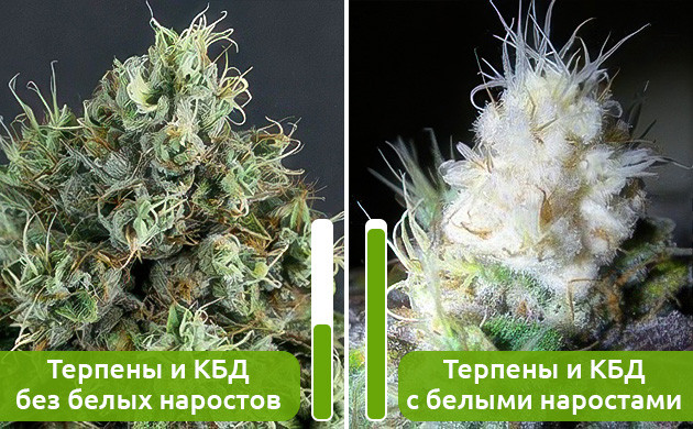 Марихуана с белыми наростами на соцветиях