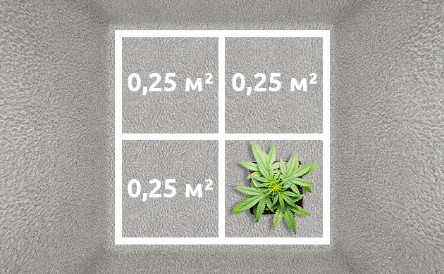 Расположение четырех кустов на одном квадратном метре Размещение автоцветов в гроубоксе