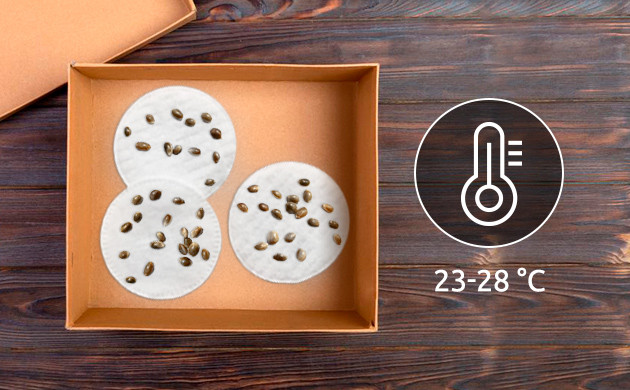 Необходимая температура на стадии проращивания