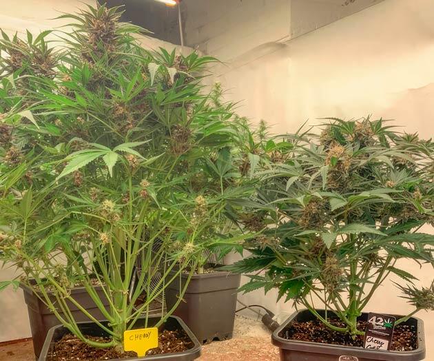 Кусты Cherry Cola Auto от FastBuds на 8 неделе