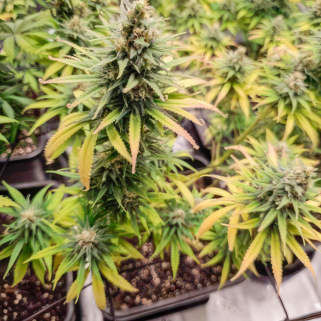 Apple Betty на 12 неделе роста