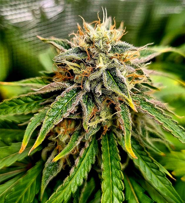 Последний этап выращивания Bruce Banner Auto