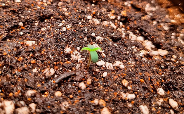 Пророст семян сорта Johnny Cage Auto