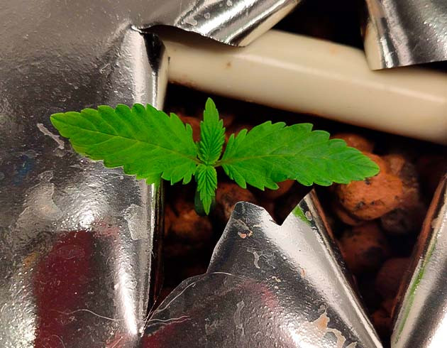 Росток сорта Strawberry Amnesia