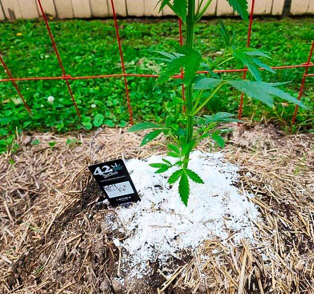 GG4 Sherbet FF получает подкормку компостным чаем