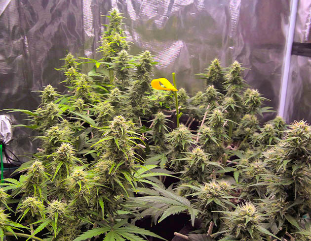 выращивание сорта конопли Afghan Kush Ryder Auto Стимулятор цветения для Afghan Kush Ryder Auto