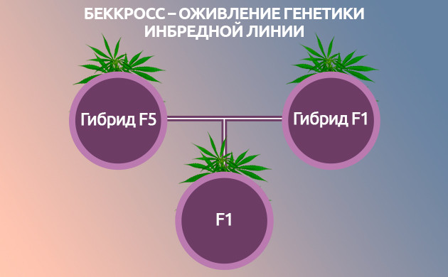 Беккросс в выведении новых сортов конопли