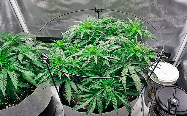 Продвинутая система опор и сеток