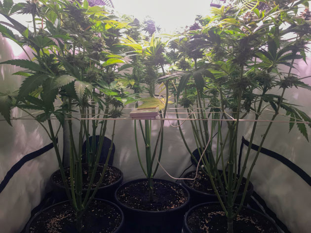 Корректировка удобрений Кусты Mimosa Shot на финальной фазе цветения