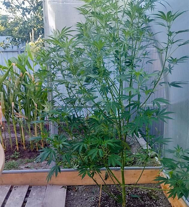 Удаление мелких ветвей и листьев у старшего каннабиса