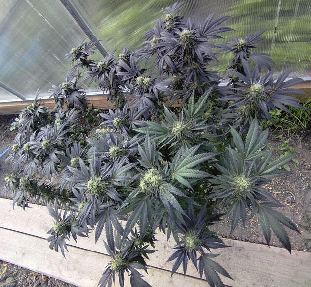 Период созревания каннабиса Фиолетовый каннабис с тяжёлыми смолистыми соцветиями