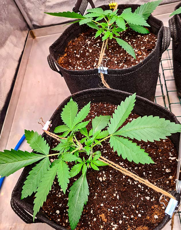 Выращивание марихуаны Cherry Cola Auto fem