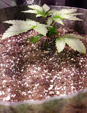 Росток в большом горшке