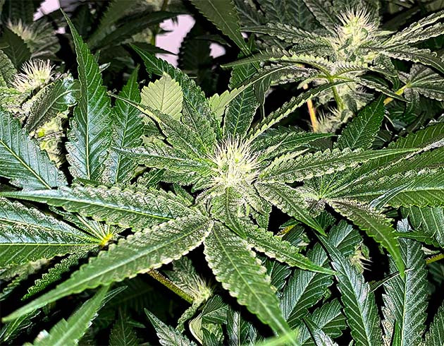 Перевод на цветение растения Pineapple Chunk