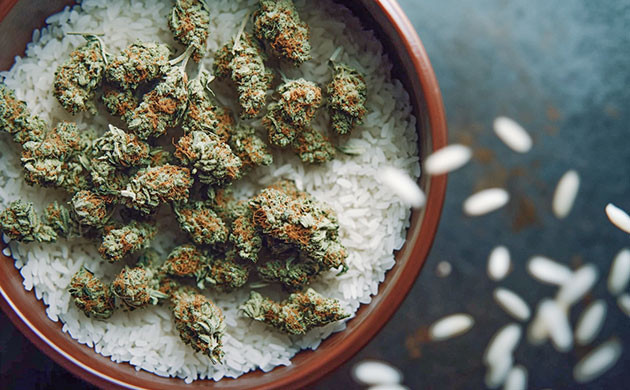 Как правильно сушить шишки