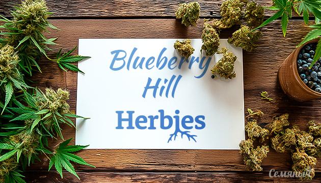 Гроурепорт сорта Blueberry Hill от Herbies Seeds