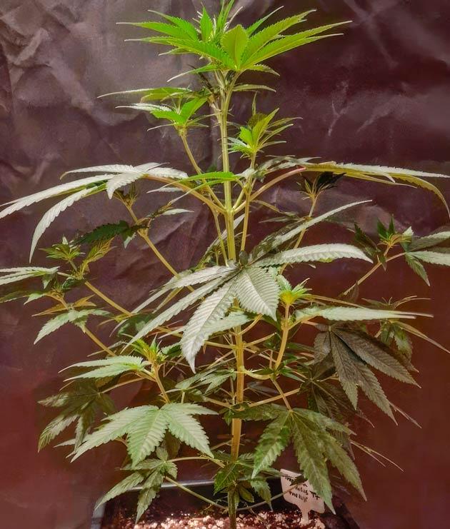 Куст Tropicana Cookies FF на 6 неделе развития