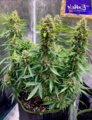 Кусты перед промывкой