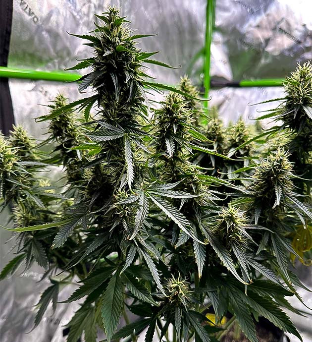 Преимущества нового тента