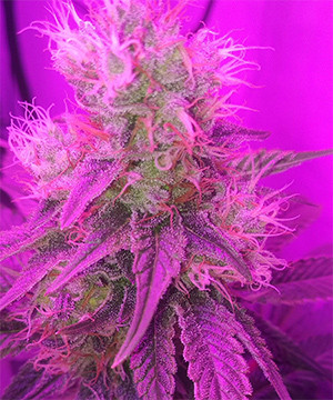 Соцветие перед харвестом