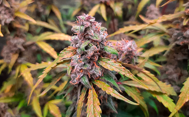 Харвест и сушка соцветий Johnny Cage Auto