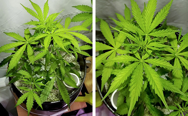 Свет для выращивания каннабиса