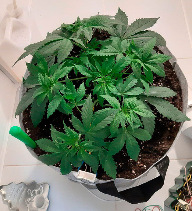 Glue Sherbet: Подкормка и свет