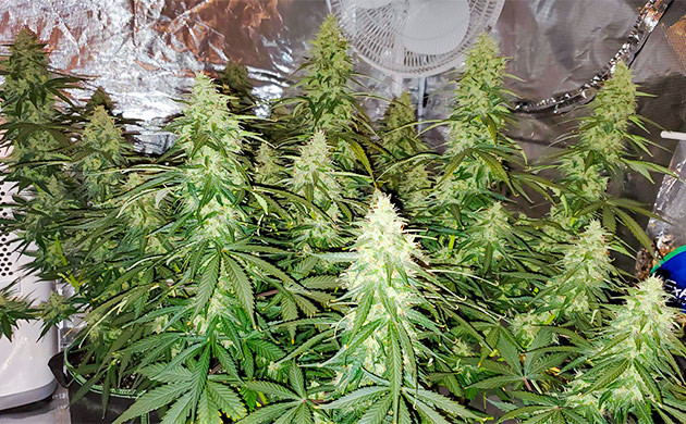 Созревание конопли Auto Lemon Kix